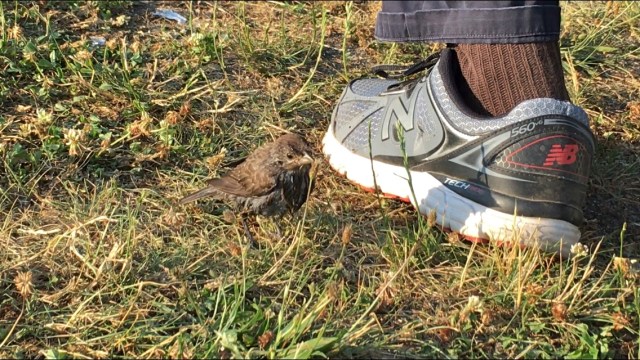 hhams2016_adopted_son_img_7765