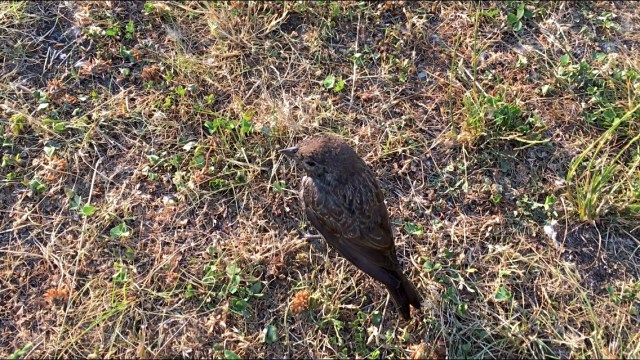 hhams2016_adopted_son_img_7768