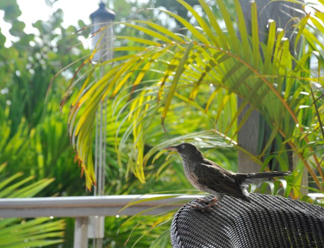 Pearly-eyed Thrasher at Caneel Bay