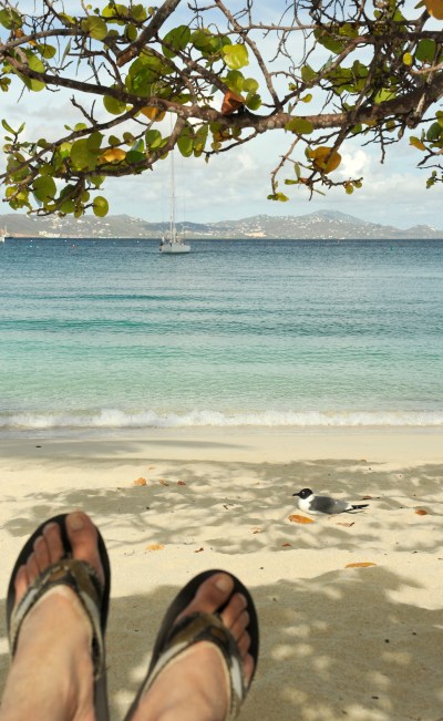 Seagull at Caneel Beach