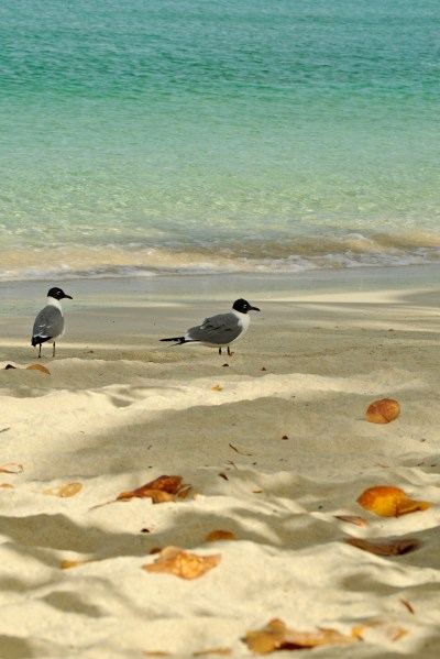 Seagulls by Caneel Beach