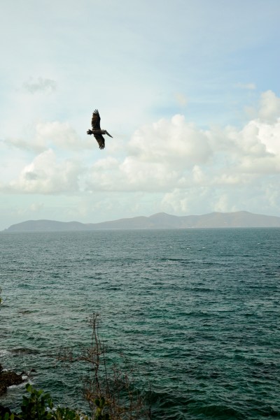 Pelican by Turtle Point Trail 