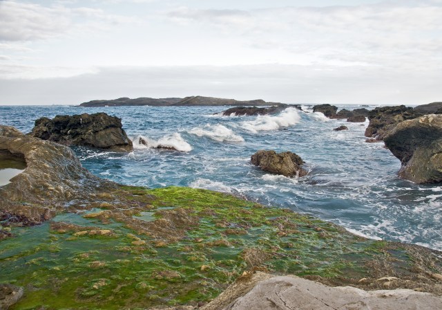  Green algae on rocks at ShihTiPing (giant stone steps) coastal area in Taiwan