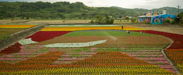 Farmers paint a picture of a water buffalo using flowers at FuLi Town by the Huatung Highway