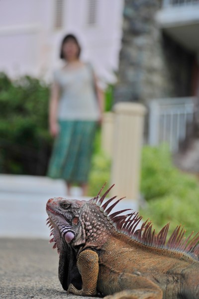 Beauty and the beast