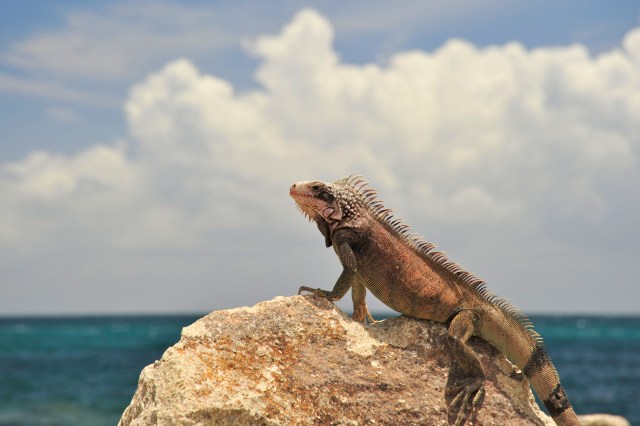 A Green Iguana sunbathing at Marriott on St. Thomas