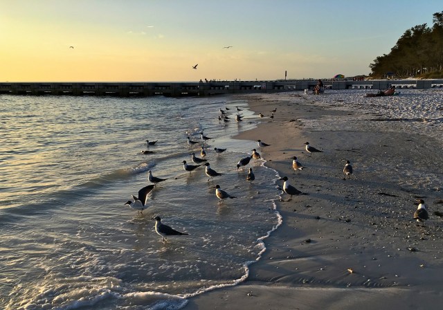 Cortez Beach Seagulls at Sunset