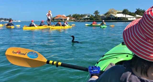 Adventure Kayak Guided Tour Cormorant among the Fleet