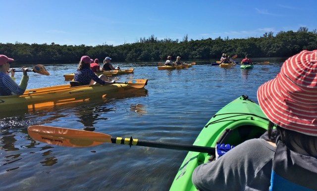 Red Mangrove Tunnels