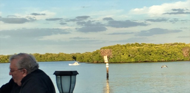 Osprey landing at its Nest