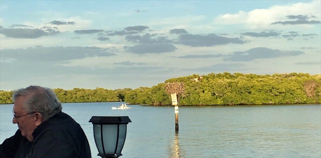 Osprey landing at its Nest