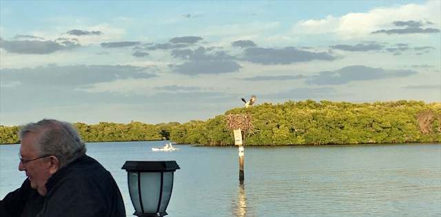 Osprey landing at its Nest