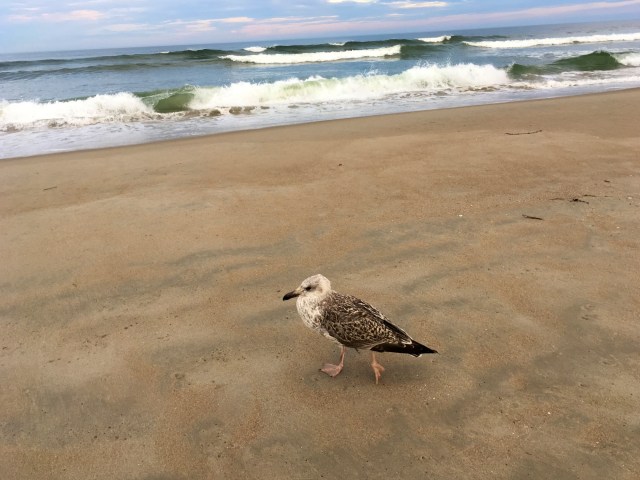 Juvenile great black-backed gull at Ogunquit Beach