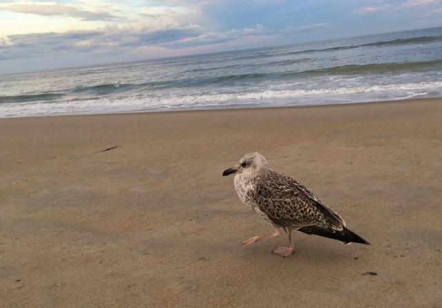 Juvenile great black-backed gull at Ogunquit Beach