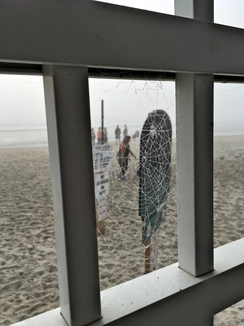 Spider web spun between deck railing