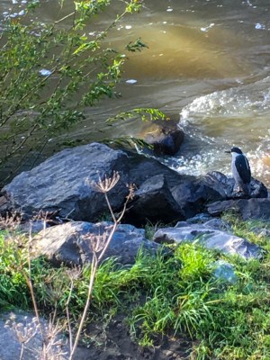 Black-crowned Night Heron at Santa Rosa Creek