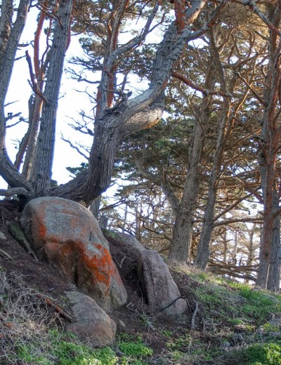 Two skulls found in the woods at Point Lobos, Monterey Bay - Mimetoliths - Rock Shapes