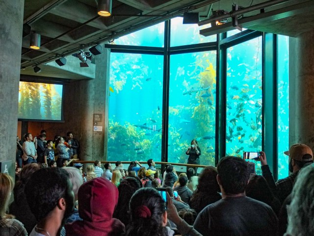 Kelp Forest at Monterey Bay Aquarium