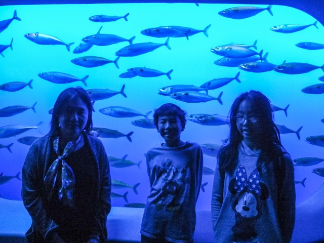 Sardine tank at Monterey Bay Aquarium