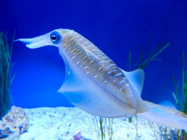 Bigfin reef squidn in the special exhibit "Tentacles" at the Monterey Bay Aquarium