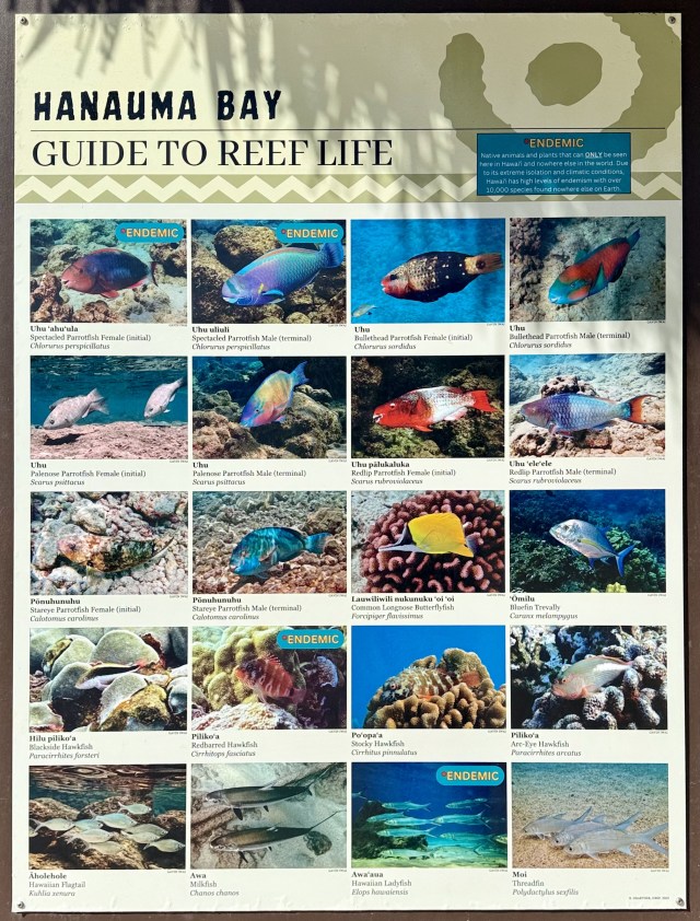 Fish identification chart posted by the information booth at Hanauma Bay