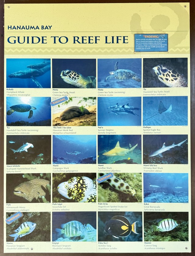 Fish identification chart posted by the information booth at Hanauma Bay